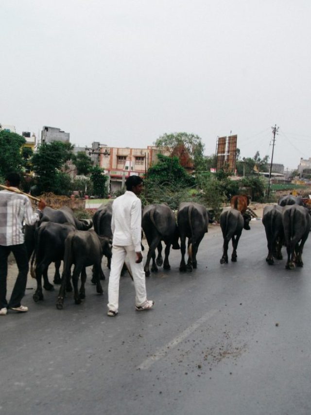 Indien