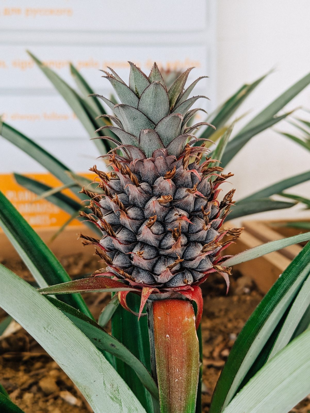 Baby Ananas